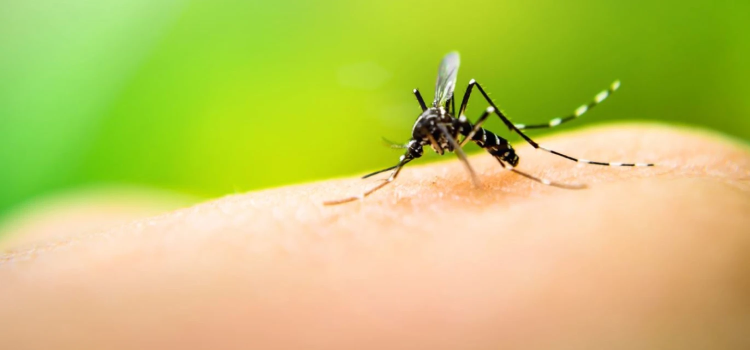 Gorączka denga czyli ostrzeżenie dla wyjeżdżających do Hiszpanii, Grecji, Chorwacji, Włoch